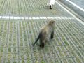 塔塔加犬vs台灣獼猴