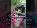 помощьбездомным Fannyvideo котик Animals животные кот Cat Catshorts Cats Catlovers помощьбездомным Fannyvideo котик Animals животные кот Cat Catshorts Cats Catlovers
