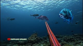 LUAR BIASA WAKATOBI MEMANG GUDANG NYA SPOT GT 🔥🇮🇩