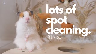 Lots of spot cleaning! Pet Vlog
