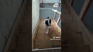 Puppy goes in circles while struggling to get upstairs