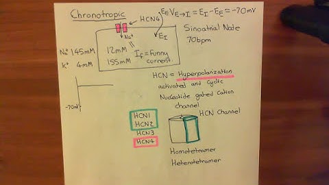 Sympathetic Nervous System Effects on the Heart Part 15