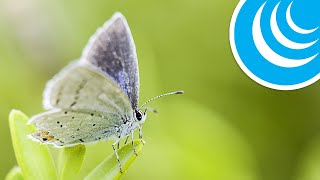 Видео ЭФФЕКТ БАБОЧКИ (автор: МИРадио инфо)