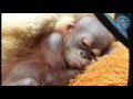 Emergency appeal for didik the baby orangutan