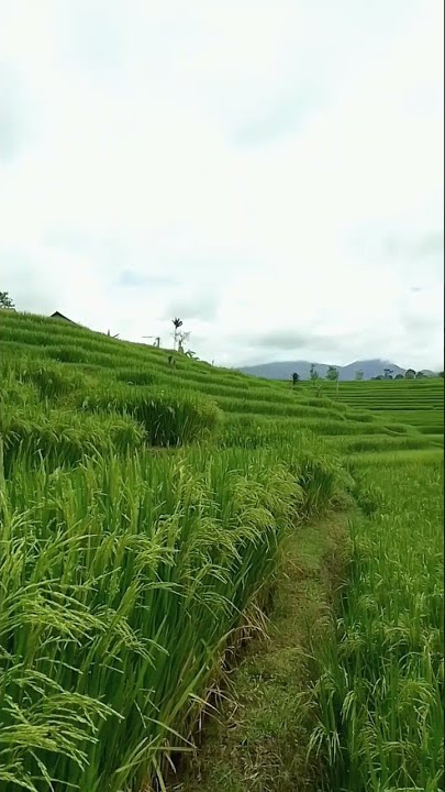 Tanaman Padi Di Desaku #shorts #pemandangansawah #sawah