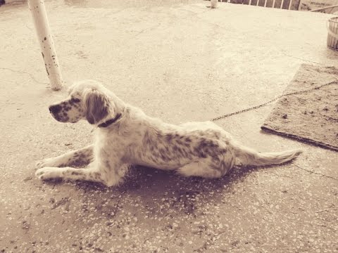 ინგლისური სეტერი | Inglisuri seteri