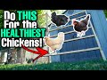 Top 5 chicken roost mistakes to avoid 5 may surprise you