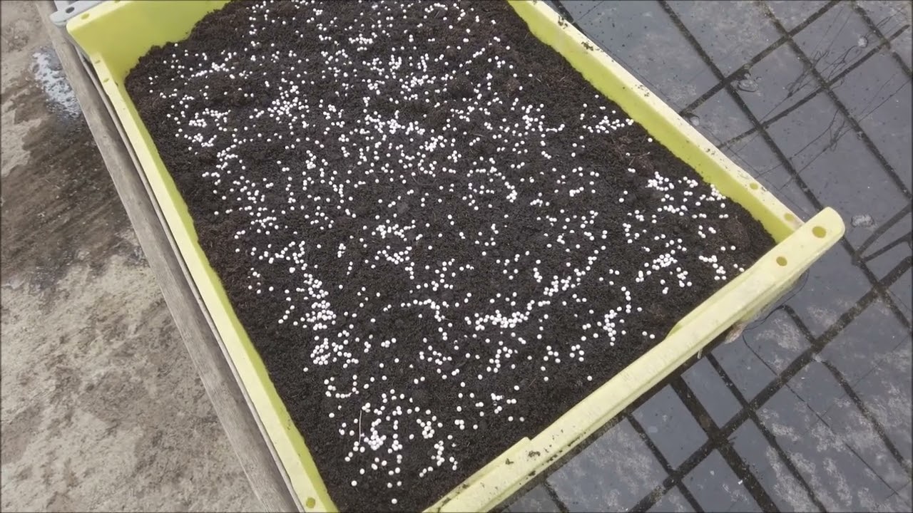 semis des portes greffes de tomates