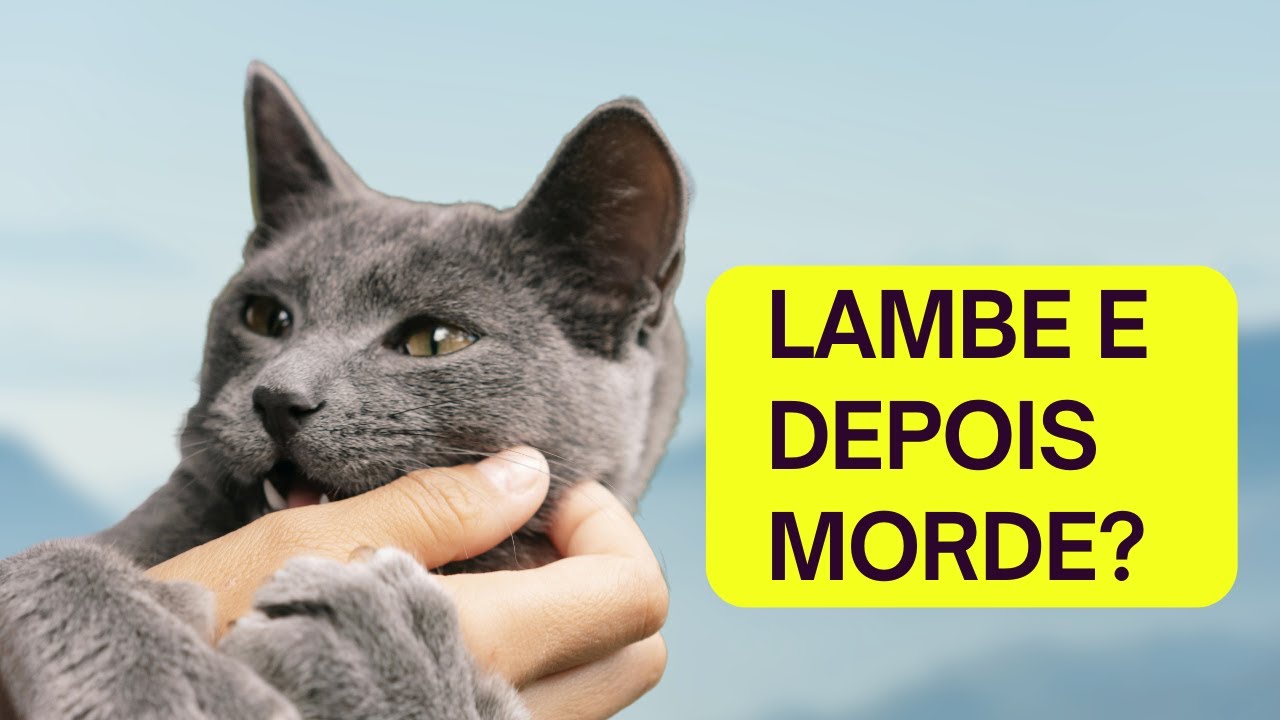 POR QUE o gato LAMBE e depois MORDE? Entenda os motivos - YouTube