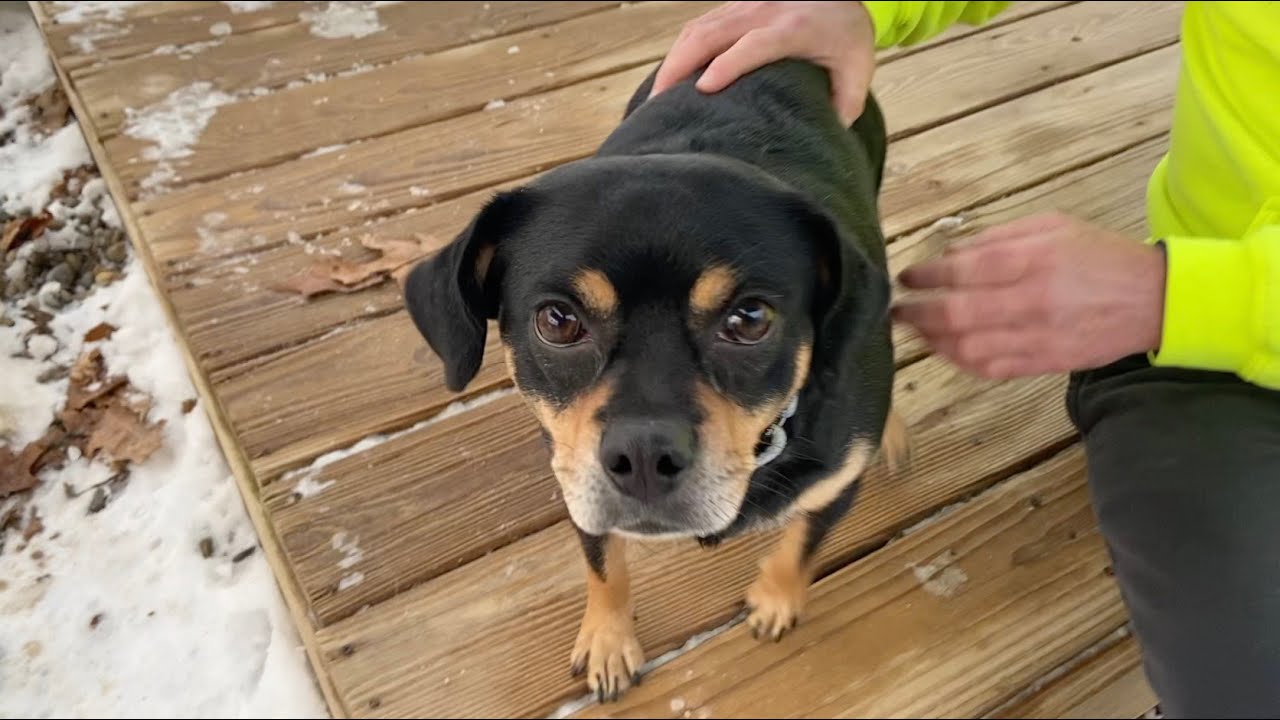 Berea Animal Rescue "Dog of the Week" — Ginger YouTube