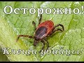 Осторожно! Клещи-убийцы!