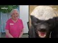 See Grandparents React to Wild Animal Mating Clips and Poop Chaos | Underdogs | Nat Geo