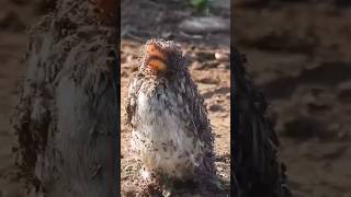 Genius Bird Uses Ants As Medicine