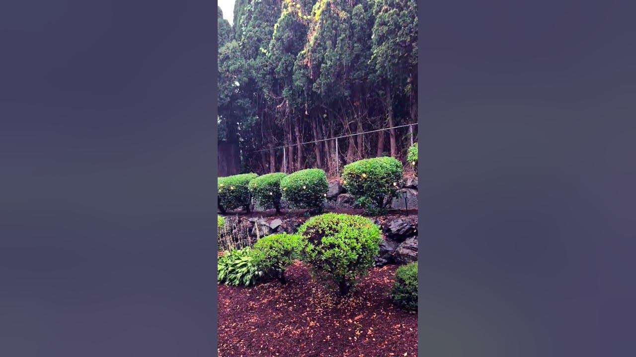 "A Rainy day" Duvall Washington #ytshorts #shorts#viral#travel#michianddadivlog #likeandsubscribe