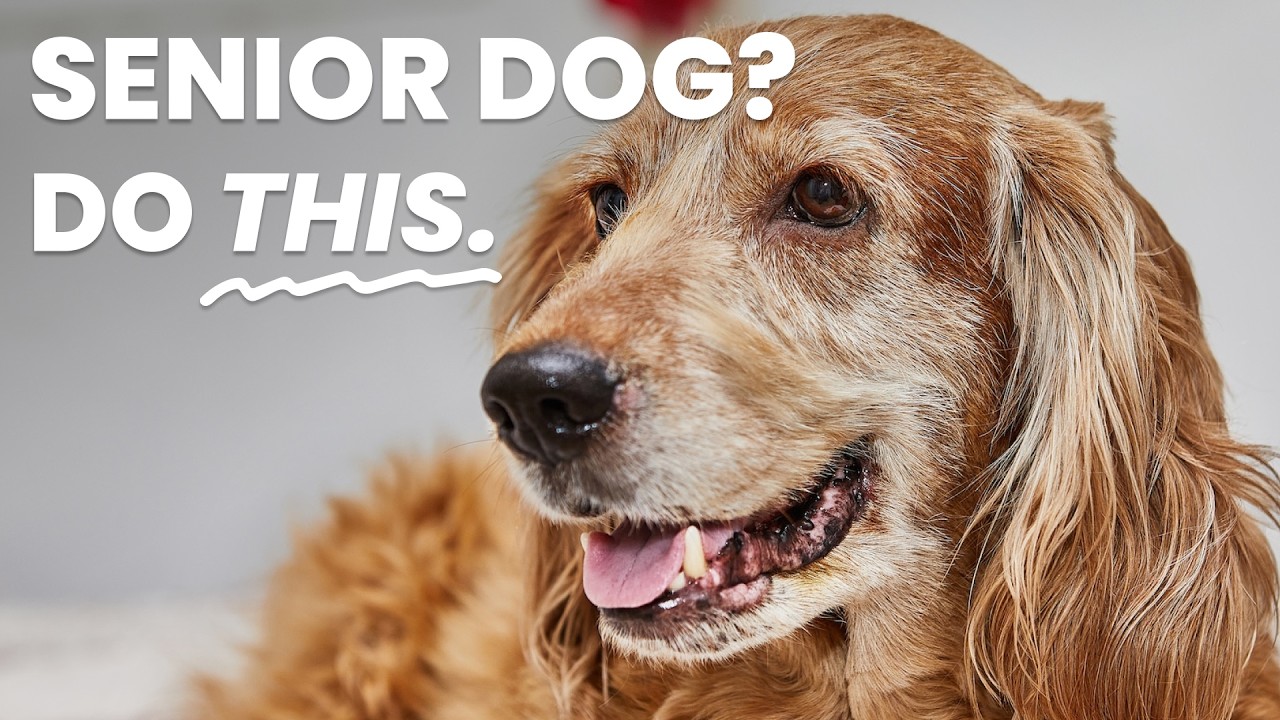 5 советов по уходу за пожилыми собаками, о которых вы пожалеете, что не знали раньше.