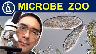 PARAMECIA grown at home - TIPS and TRICKS for your microbe zoo! 🔬 224