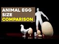 Egg Size Comparison (3D animation)