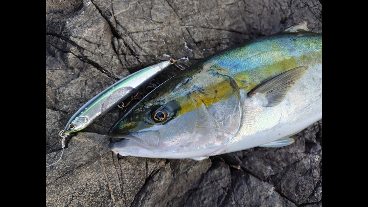【ロックショア】冬の荒れた地磯で良型ヒラマサを獲る