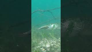 Подводная сьемка поклевка щуки #рыбалка #viral #щука #pike