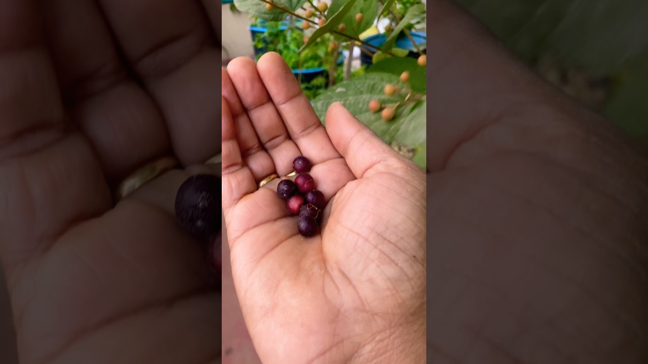 Falsa fruits harvesting 