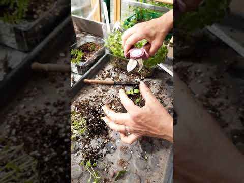 Video: Hagelag med planter - tips for å lage en hage med lag