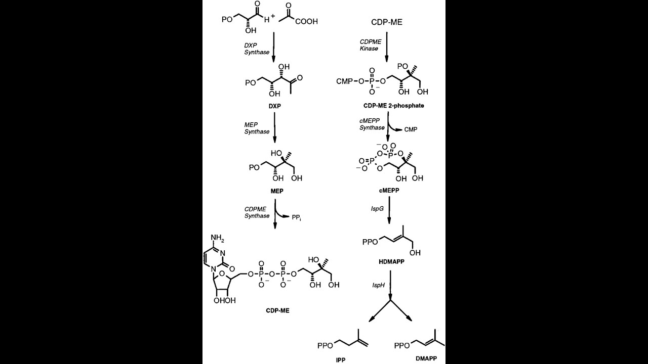 Biosynthesis of Carotenoids-II - Dr. Rohitashv Choudhary - M. Sc. Final - Botany