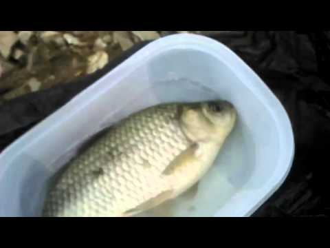 თევზის შეწყალება