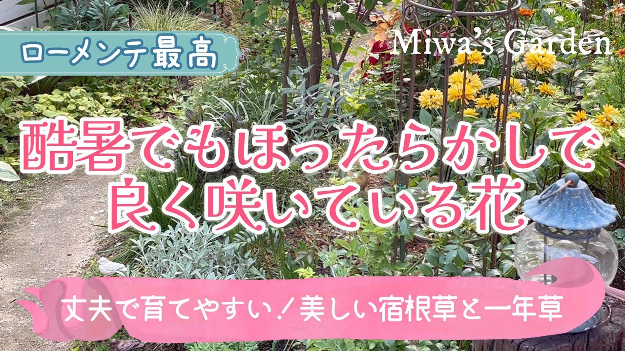 【ガーデニング🌿最強の夏花は誰！】暑さに強く手間いらず🌻ローメンテナンスでおしゃれな庭づくり＊宿根草・一年草・多肉花壇