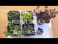 多肉植物初心者 約2ヶ月で増えた我が家の細かい系セダム紹介