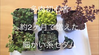 多肉植物初心者 約2ヶ月で増えた我が家の細かい系セダム紹介