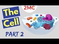 Cell Anatomy | Structure and Function | Lysosomes, Cell Membrane, Chloroplasts and more