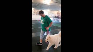 AKC Virtual Rally Intermediate Course #2 Marcia Martin with Levi