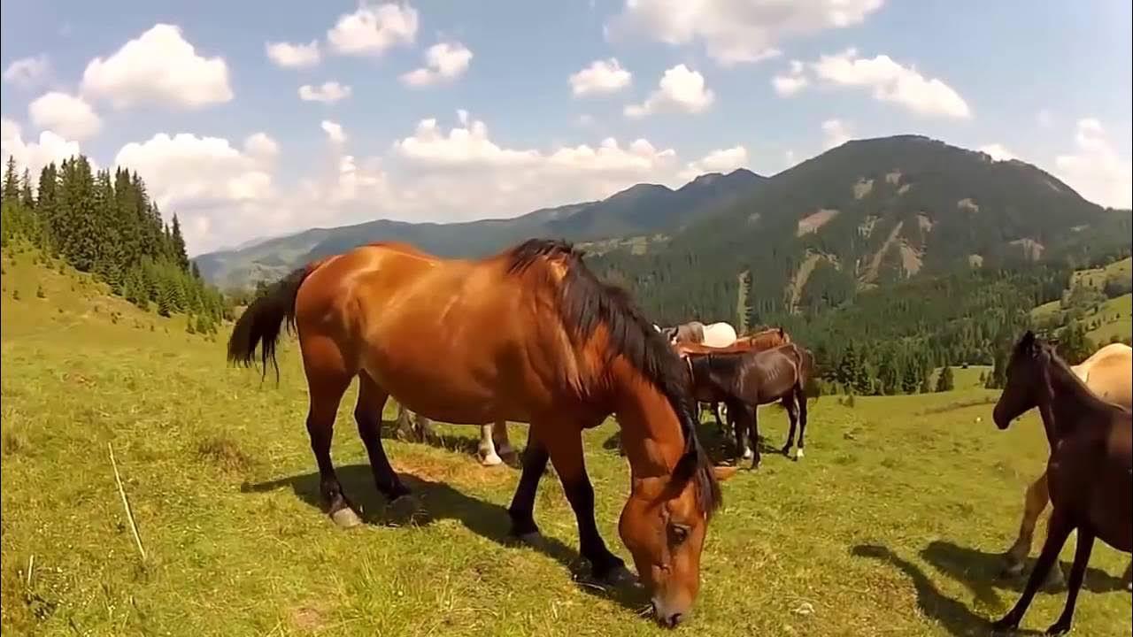 Включи видео про лошадей. Видео с лошадями 60 минут. Лошадки видео для детей. Лошадка на роликах. Лошади видео.