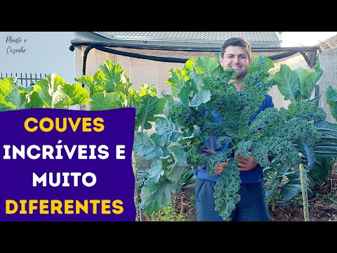 Vídeo: Zone 8 Kale Variedades - Como Cultivar Couve nos Jardins da Zona 8