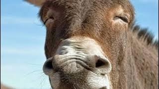 صوت ضحك للمونتاج