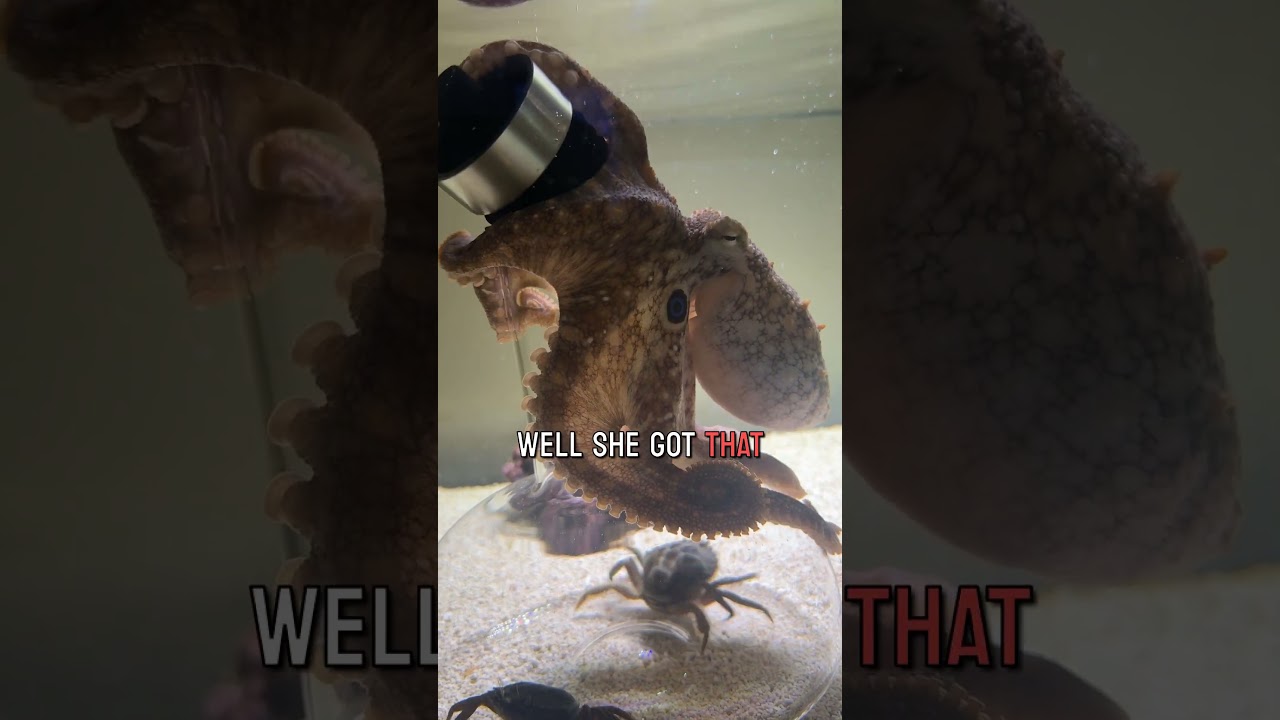 Haley the octopus pouts then solves a puzzle !