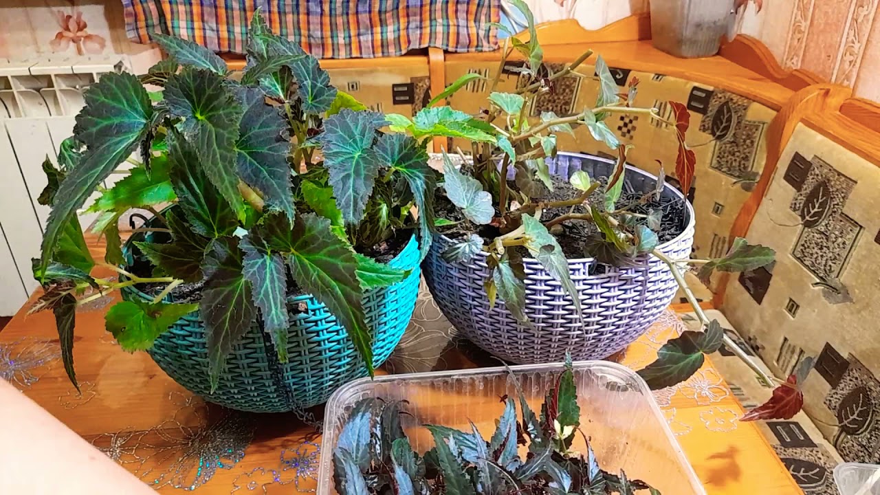 Бекония ампельная.Черенкование в вермикулит.