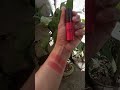 Everbilena morena make up swatch Red bomb and coral crush