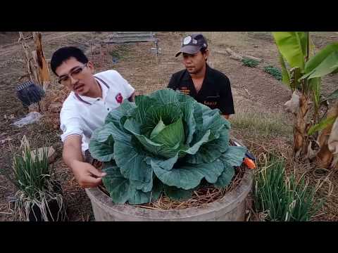 วีดีโอ: ปลูกกะหล่ำปลีจีน: กะหล่ำปลีจีนที่เติบโตในสวน