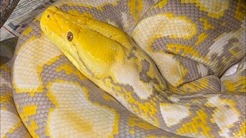 Cleaning out Reticulated Pythons. Poop sweat and tears! Ok - no tears, but poop and sweat.