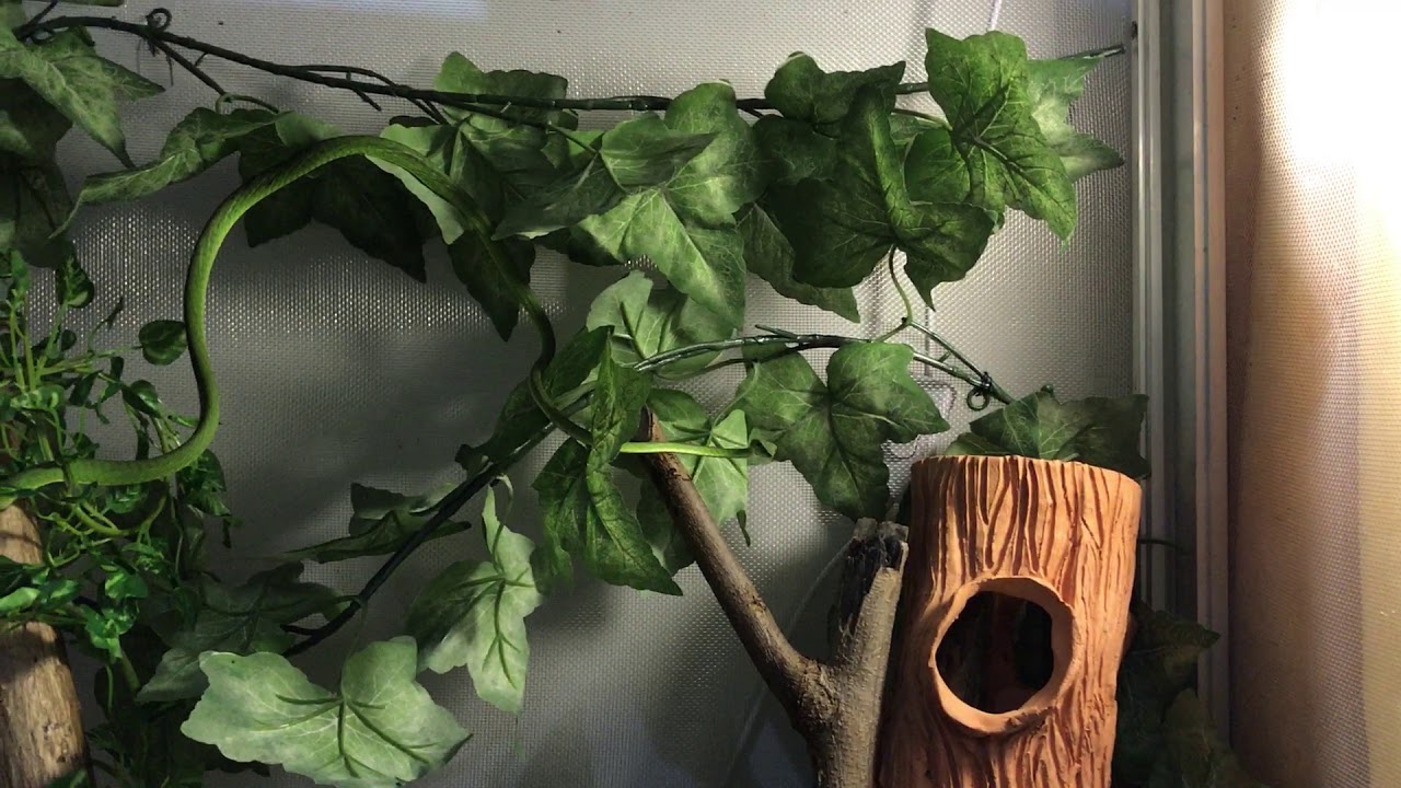 Мои первые змеи - распаковка трех азиатских плетевидок