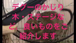デグー のステージやかじり木のオススメ紹介！
