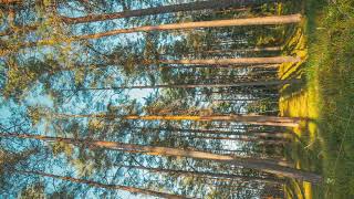 Forest Time Lapse, Timelapse. Beautiful Sunset Sun Sunshine In Sunny Autumn Coniferous Forest
