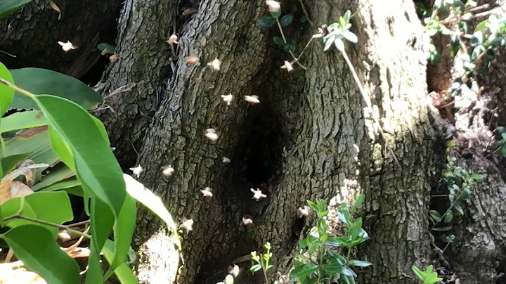 2018-04-23 Bees in Tree