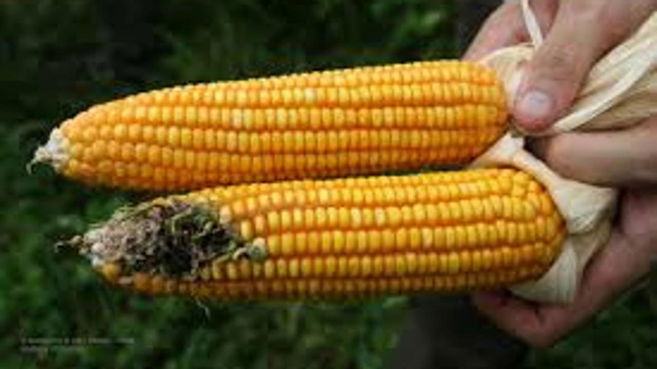 Venomous Cabbage YouTube