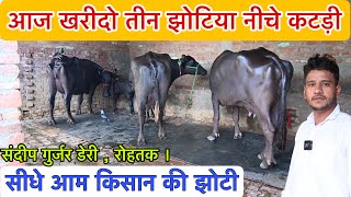 तीन झोटिया नीचे कटड़ी - 1 लाख 15 हजार से शुरुआत । संदीप गुर्जर डेरी 📞 86840-02359