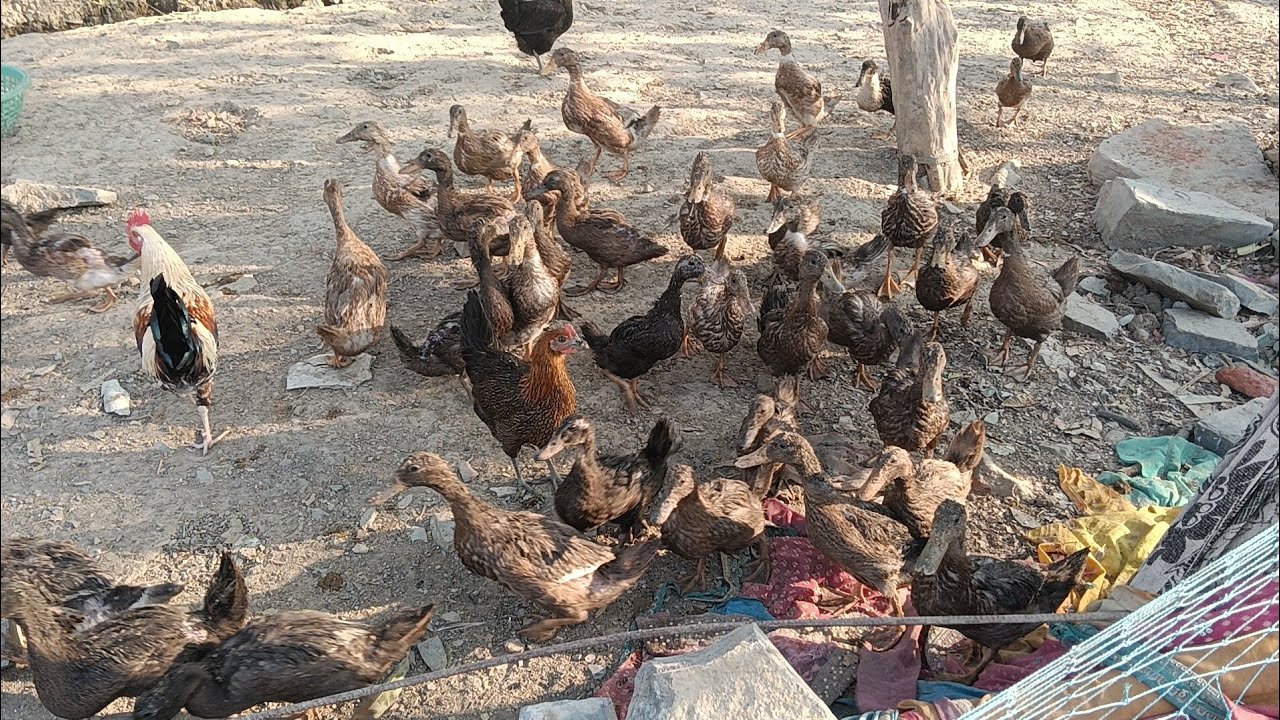 Duck Farming | बत्तख पालन का सही तरीका | Complete Guide
