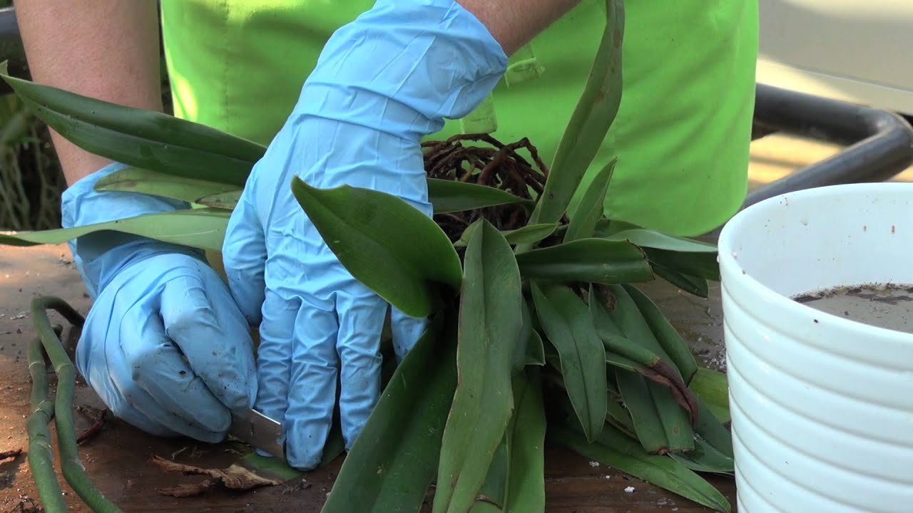 How to repot an orchid: Paphiopedilum