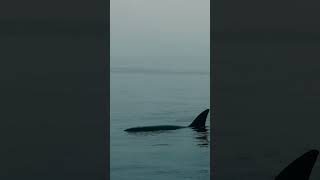 Peaceful Killer Whale Exhale