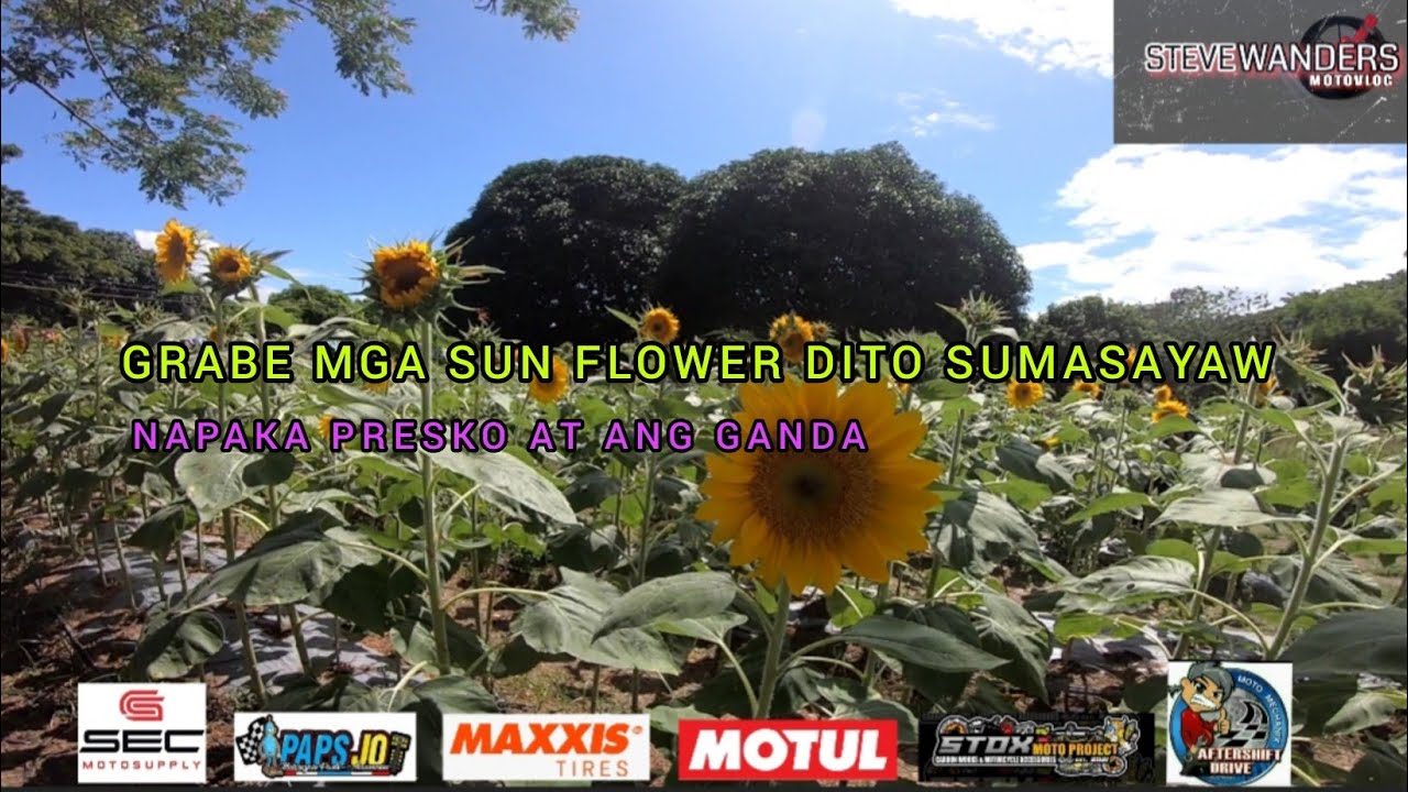 BIYAHENG JALA JALA RIZAL SUNFLOWER FARM Part 2 stevewandersmotovlog 